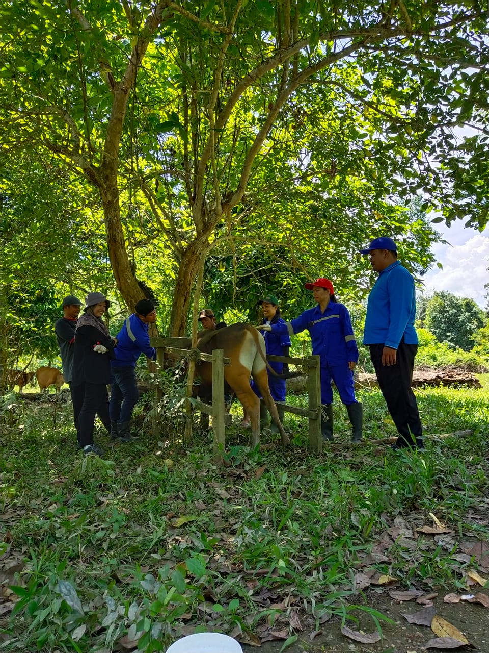 Dinas Pertanian Kubar memberikan obat cacing hati dan penyuntikan vaksinasi Septicemia Epizootica (SE)